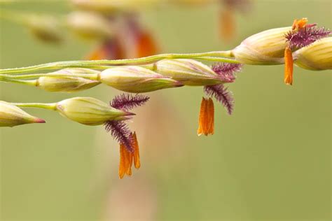 families-Poaceae – Ohio Plants