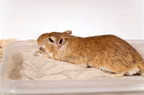 Gerbil cages + Bedding - Gerbil care guide