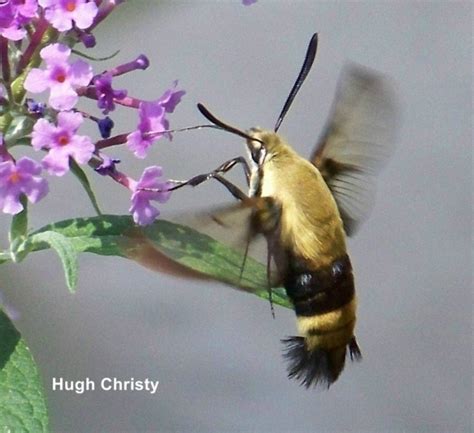 Hummingbird Moth