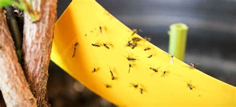 Recognizing the Signs of a Fungus Gnat Infestation | DoItYourself.com