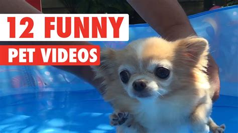 12 Funny Pet Videos Compilation 2020 - YouTube