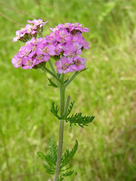 Achillea species - Yarrow and Sneezewort — BSBI VC77