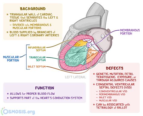 Interventricular Septum Histology