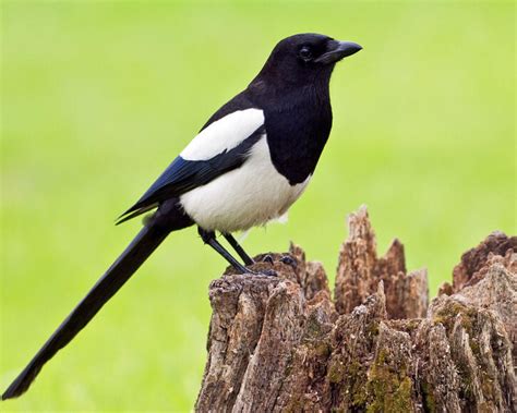 Die Elster: Ruf, Nestbau, Futter - Mein schöner Garten