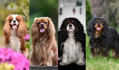 Colors of Cavalier King Charles Spaniels Explained