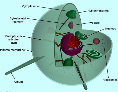 Cells