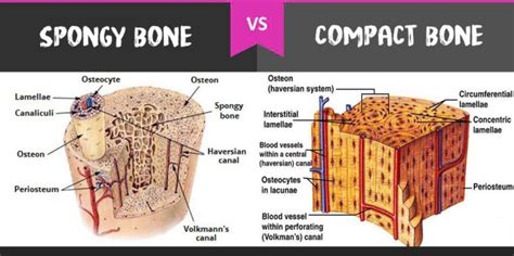 Lamellae Bone