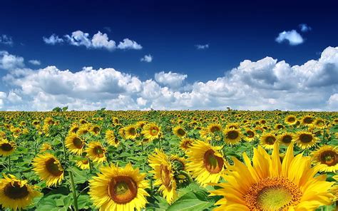 Sunflowers everywhere-September flowers, HD wallpaper | Peakpx