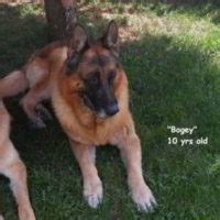 German Shepherd Puppies For Sale - German Shepherd Breeders ...