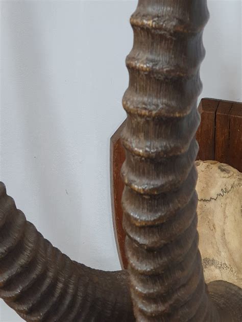 Antiques Atlas - A Large Pair Of Mounted African Sable Horns as884a529 ...