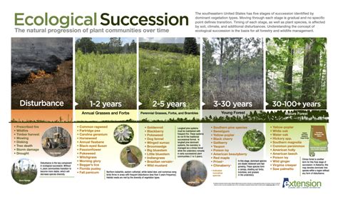 Ecological Succession: The Natural Progression of Plant Communities ...