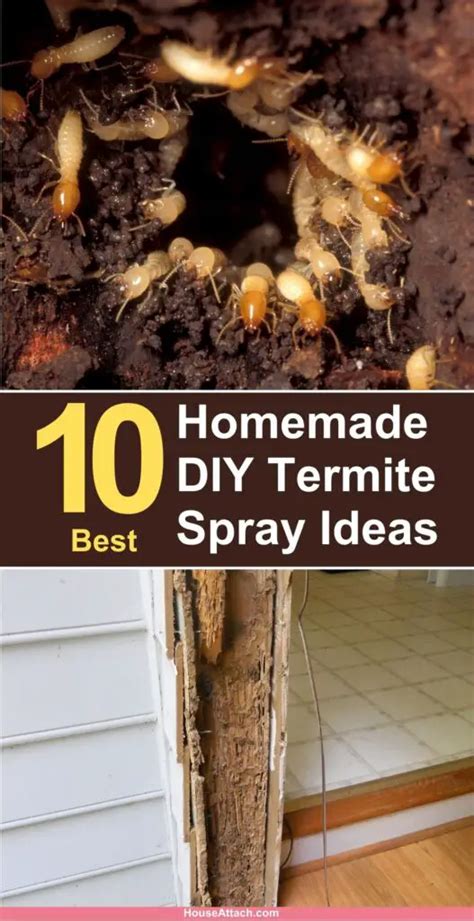 10 DIY Termite Killer Spray Ideas that Works