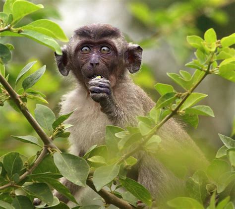 Silver Springs Monkeys: A Florida Tourist Attraction Gone Wrong - Soapboxie