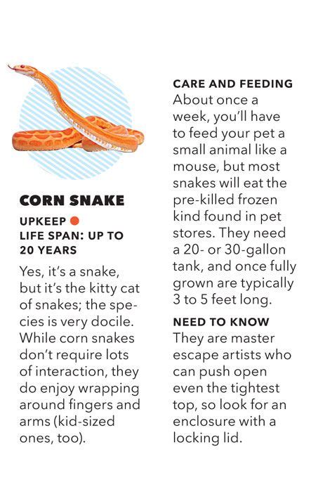 16 Corn Snake Care ideas | corn snake, snake, pet snake