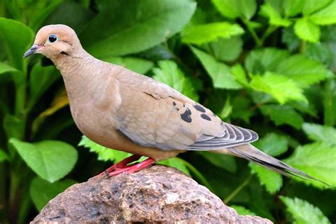 Most Common Backyard Birds