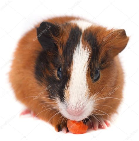 Guinea pig eating carrot — Stock Photo © Abramov #45494867