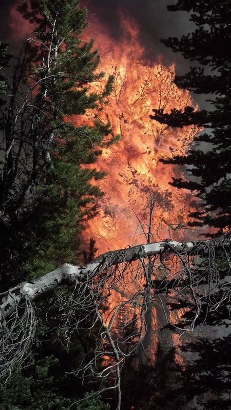 Six books about fires and wildland firefighting | The Seattle Times