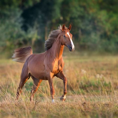 7 of the Most Dangerous Horse Breeds in the World (with Photos)