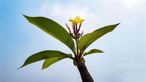 Yellow Plumeria Branches of a flowering tree with sky background ...