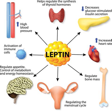 Hormones and Weight Loss: The Relation of Weight Loss and Hormones