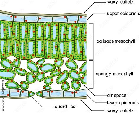 Plant Leaf Cross Section