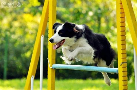 Black and white border collie doing agility jumping over a blue yellow ...