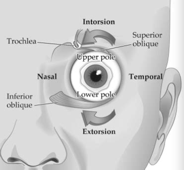 Neuro - Block3 - Eye Movement Flashcards | Quizlet