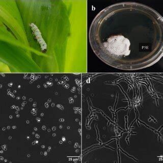 (PDF) Natural occurrence of Beauveria bassiana (Ascomycota: Hypocreales ...