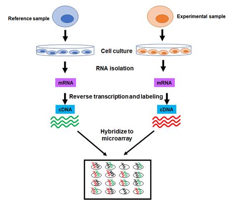 CytoSMART | Gene expression and cell culture parameters