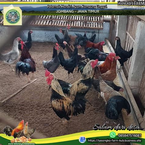 Peternakan Ayam Kampung Unggul - "Sasongko Farm" | Data UMKM