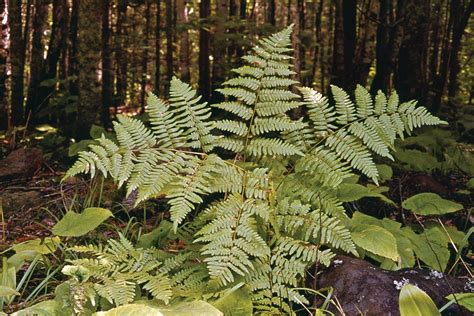 Fern | Description, Features, Evolution, & Taxonomy | Britannica