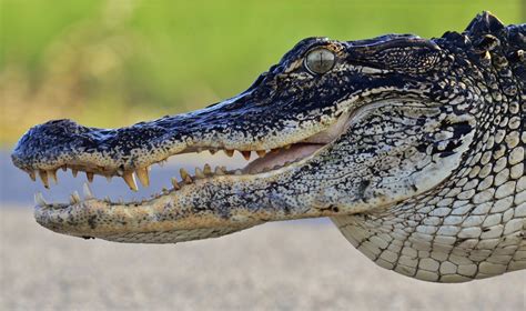 The Creature Feature: 10 Fun Facts About the American Alligator | WIRED