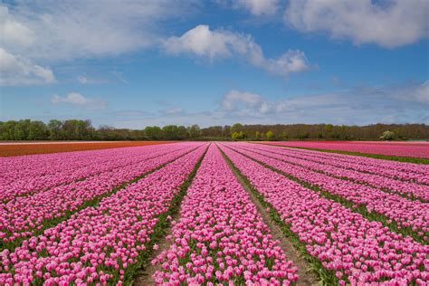 Tulip Flower Fields In Netherlands Facts | Best Flower Site