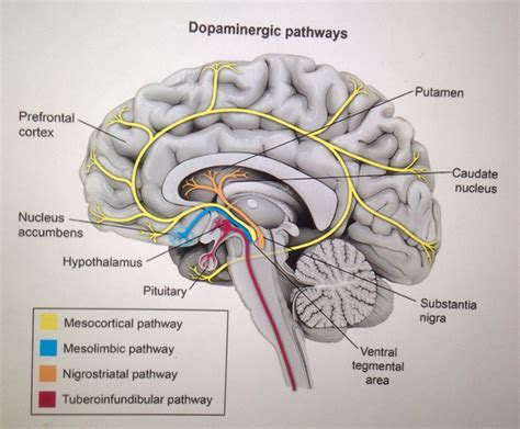 Dopaminergic Pathways... Antipsychotics affect Dopamine in the brain ...