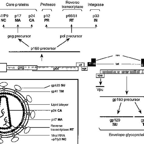 Structure of the HIV-1 genome and viral particle. (A) Genetic map of ...