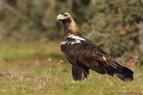 Spanish Imperial Eagle - Aquila adalberti Photo by Eduardo Gomez ...