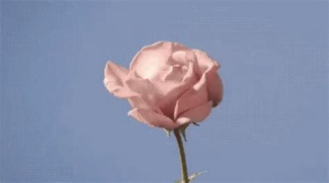 Tumblr Pastel GIF - Tumblr Pastel Rose - Discover & Share GIFs