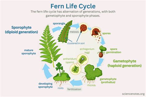 Fern Life Cycle