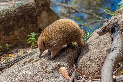 Echidna | Definition, Habitat, Lifespan, Species, & Facts | Britannica