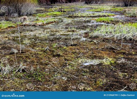 Nature Swamp Mud and Plants Stock Image - Image of swamp, spring: 213968799