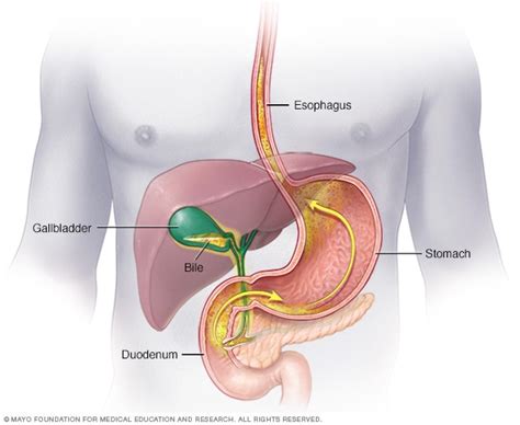 Human Bile