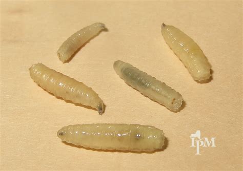 Swarmers Termites: Termite Larvae Vs Maggots