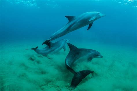 How dolphins use tools, teamwork, and trickery to get their dinner