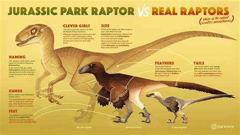 an illustrated diagram of the different types of raptors