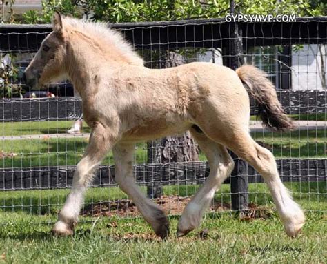 Gypsy Vanner Horses for Sale | Colt | Buckskin | Ghost’s Comet of MVP