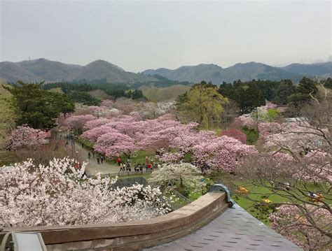 South Hokkaido for Cherry Blossoms ~ My World Trip... Japan