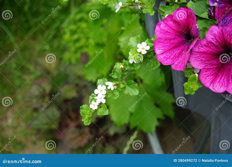 Multicolored Petunia Flowers and White Flowers of Sutera Cordata Big ...