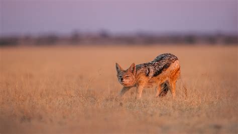 Black-Backed Jackal | Sean Crane Photography