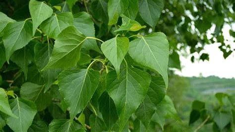 Black Poplar (Populus nigra) - British Trees - Woodland Trust