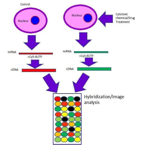 3.4: Different Cytotoxicity Assays - Chemistry LibreTexts